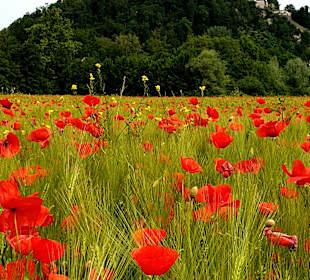 Festung Hohensalzburg