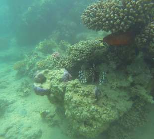 Feuerfisch und Barsch