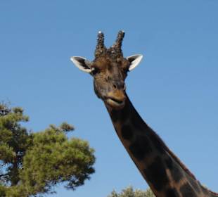 Safari-Zoo