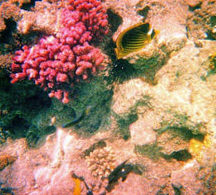 Schnorcheln am Hausriff