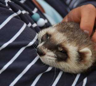 Auch Frettchen sind hier zu Hause