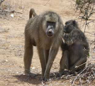 Liebevolle Fellpflege bei einem Pavianpaar