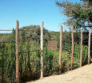 Beobachtungsgang am Wasserloch