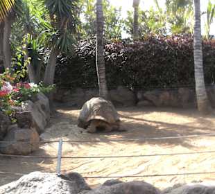 Galapagos Riesenschildkröte