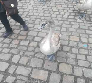 Stadtrundfahrt in Prag