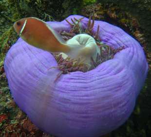 Prachtsanemone mit Clownfisch am Hausriff