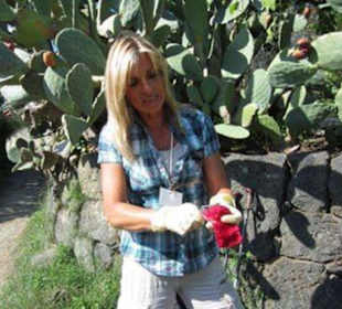 Kaktusfeigen probieren? 