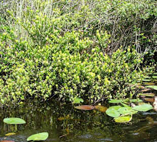 Everglades