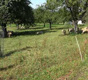 Hochgehnießen - Premiumspazierwanderweg