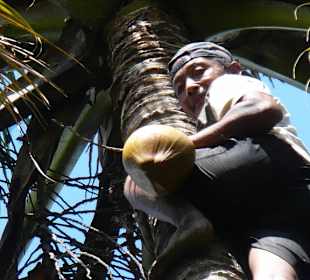 Frisch von der Palme
