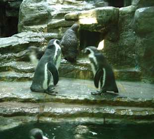 ZOO Praha