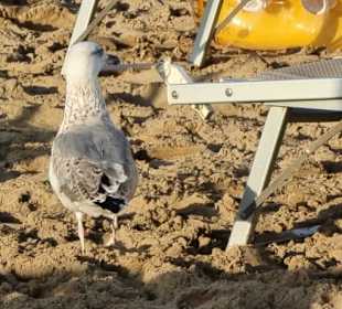 Scheu voll keine Sorge