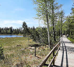 Hochmoor Kaltenbronn