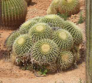 Botanicactus