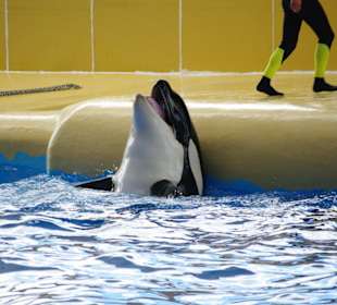 Walshow ist im Eintrittspreis enthalten