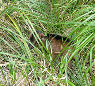 Verirrtes Zicklein in der Schlucht