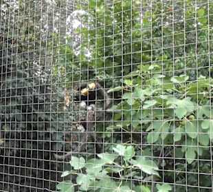 Vogelfreifluggelände