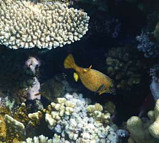 Faszination unter dem Meer