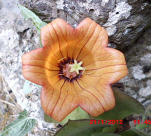 Kanarische Glockenblume