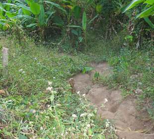 Trampelpfade durch den Dschungel