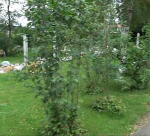 Friedhof Derendingen