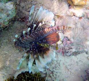 Feuerfisch