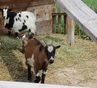 Familienland Pillerseetal