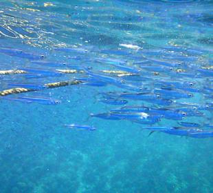 Schnorcheln Marsa Alam