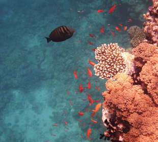 Fische am Tulip Resort