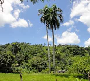 Dschungel Trekking Tour