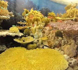 Unter Wasser in einem Korallenriff
