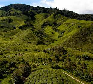 Malownicze widoki na plantacje herbaty