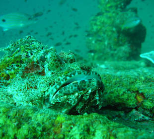 Steinfisch bei Boonsung Wrack