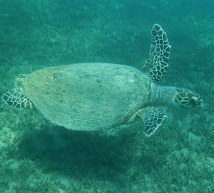 Schildkröte, Hausriff