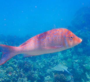 Schnorcheln Sahl Hasheesh