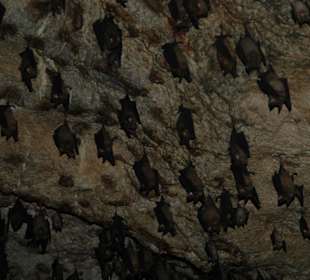 In der Fledermaushöhle