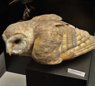 Waldökologie im Museum am Schölerberg