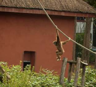 Durchfahrt Serengetipark