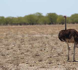 Etosha Nationalpark