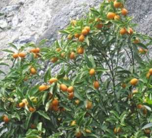 Eine von 70 Zitrussorten