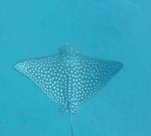 Zu Gast im Revier des Adlerrochens