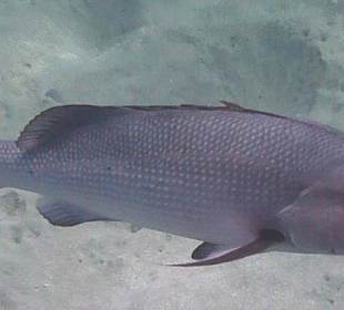 Schnorcheln am Hausriff