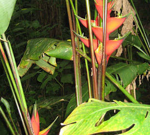 Pico Isabel de Torre - Strelitzie