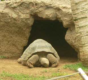 Er ist schon ein paar Jahre älter