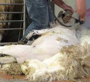 Die fast vollendete Schafschur.