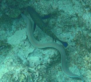 Muräne und Pfauenzackenbarsch