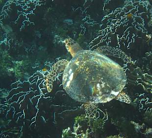 Schildkröte auf den Similians