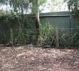 Stadtrundgang Sydney