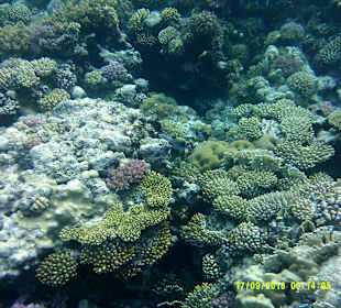 Schnorcheln Marsa Alam