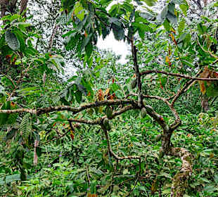 Parque Natural Obô do Príncipe